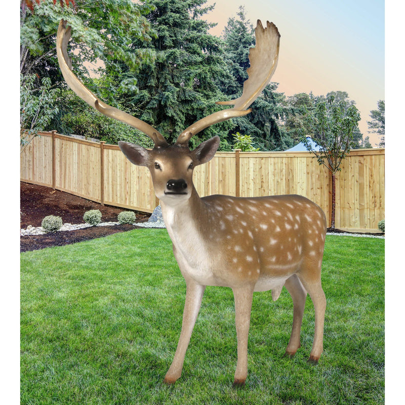 AFD Home Fallow Deer Buck