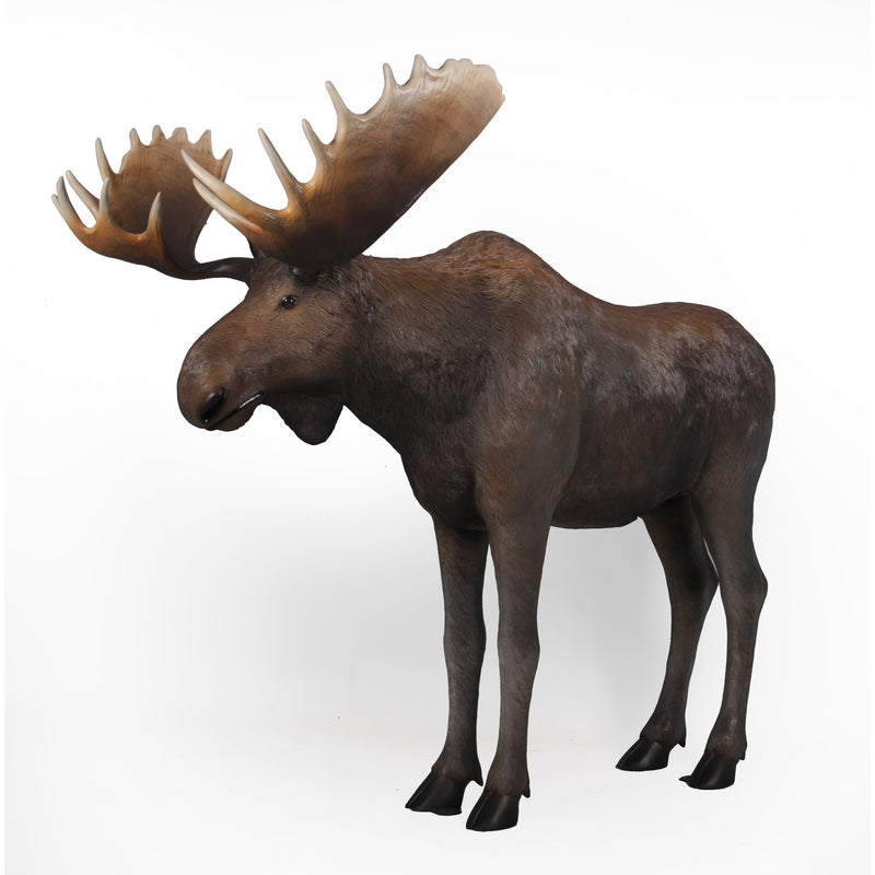 AFD Home Moose